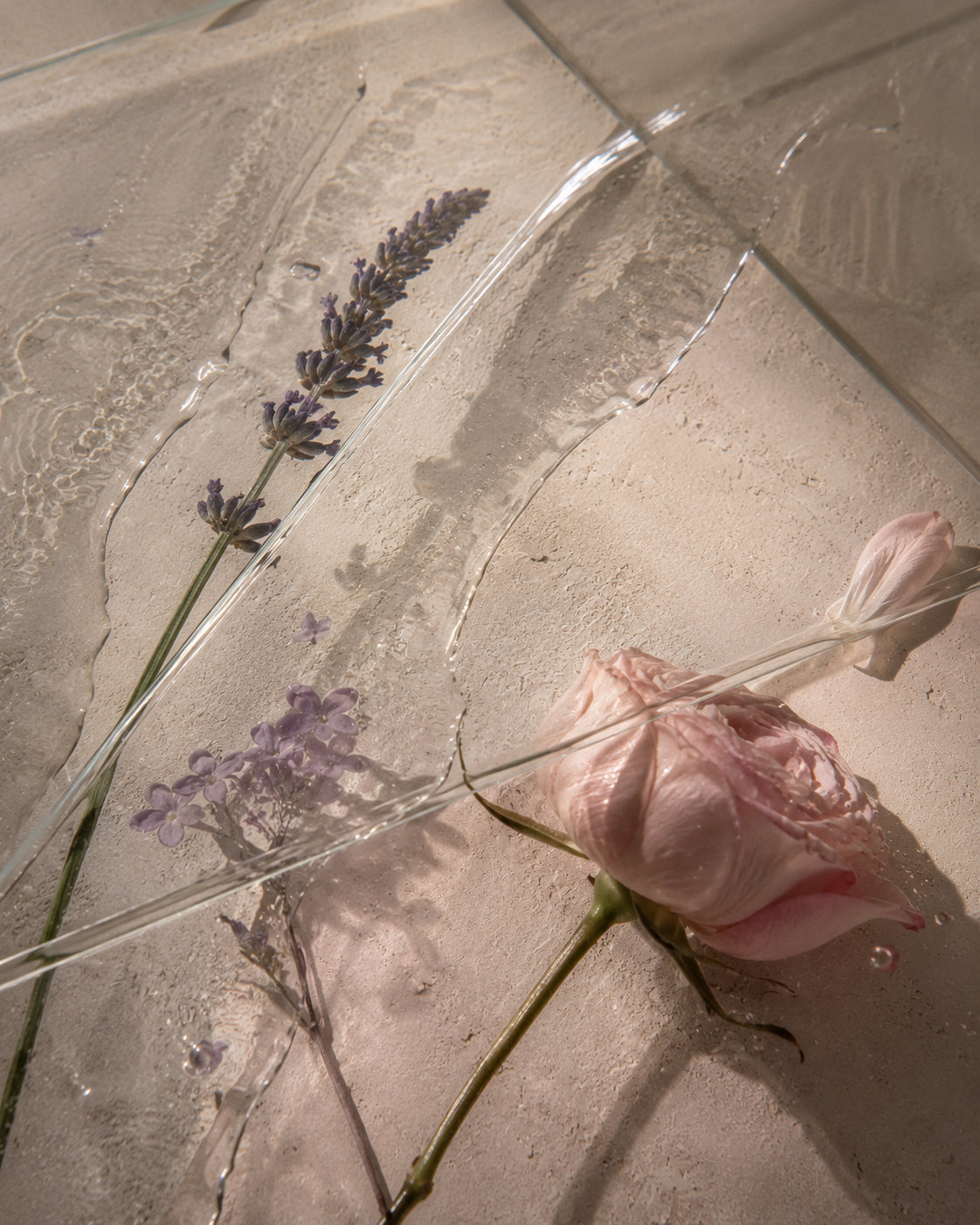 A botanical study for BLOOM intimate cleansing by Twilight Care