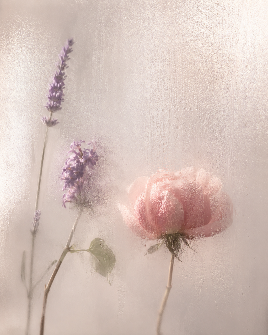 BLOOM Rosé Blush and Lavender Lilac floral study for a note on normal intimate scent
