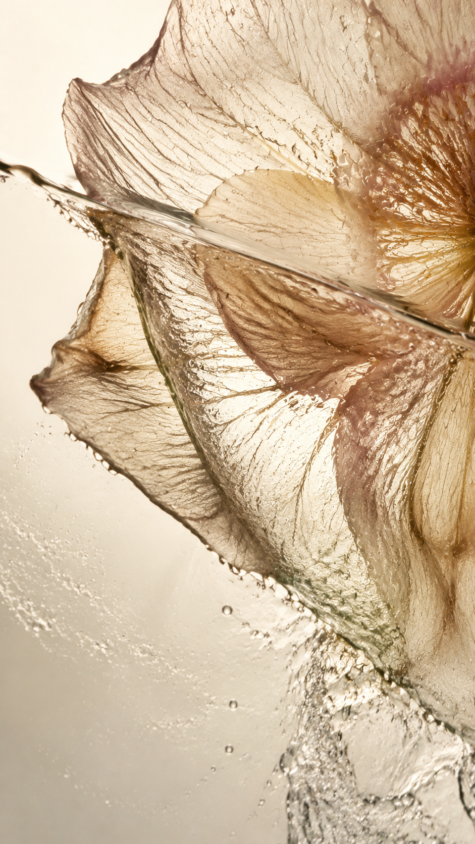 Neroli Peony floral study for FLUÉR Radiance